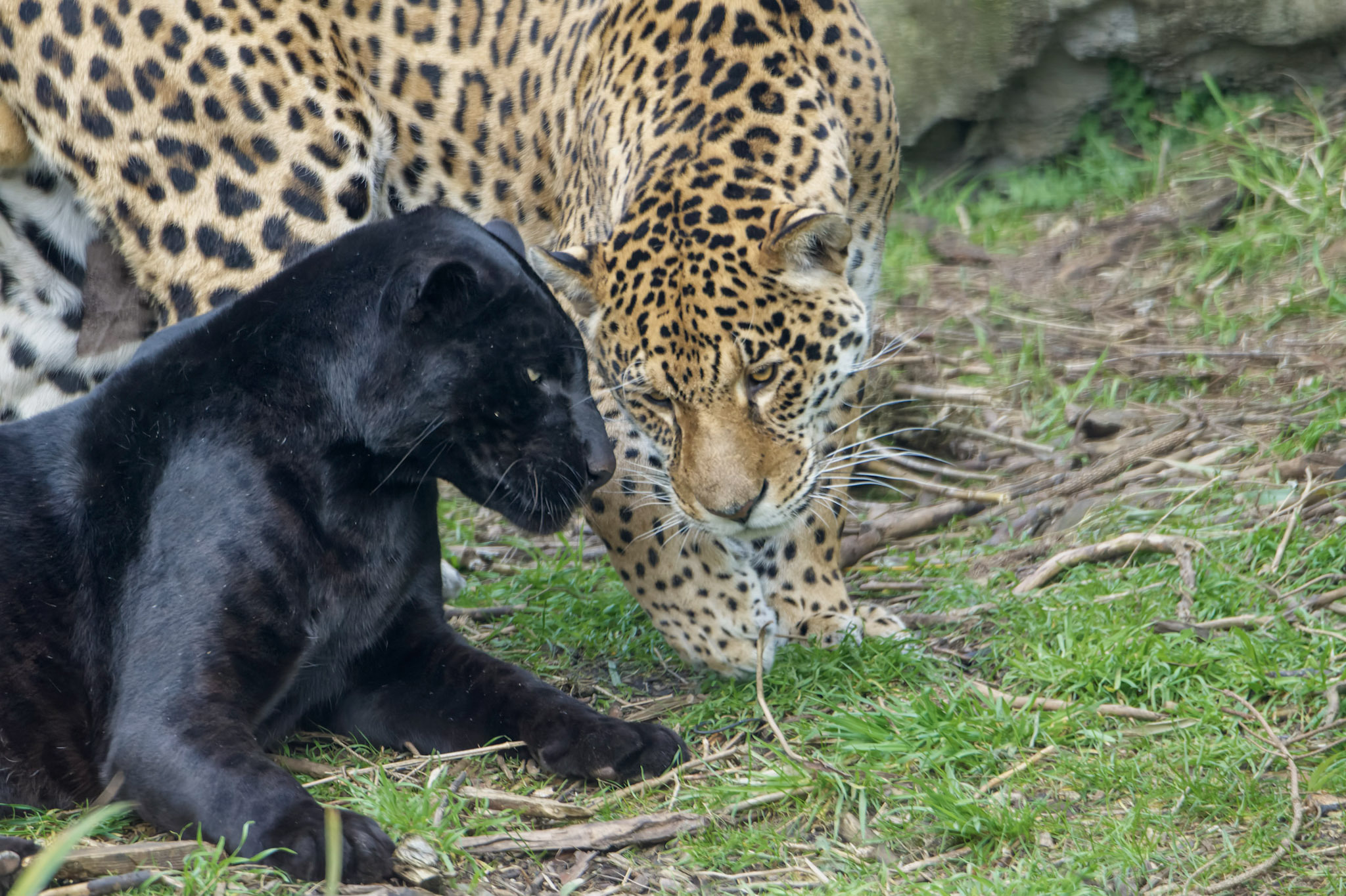 Pourquoi les jaguars sont-ils noirs